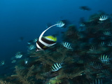 A Longfin Bannerfish, Heniochus Acuminatus, and Scissortail Sergeants Photographic Print by Mauricio Handler