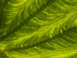 Close Up of a Large Leaf, with the Internal Veins Visible Photographic Print by Brian Gordon Green