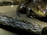 A Green Frog Photographic Print by Brian Gordon Green