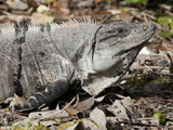 Close Up of a Black Spiny-Tailed Iguana, Ctenosaura Similis Photographic Print by Roy Toft