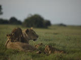 African Lioness, Panthera Leo, Resting with Cubs Photographic Print by Beverly Joubert