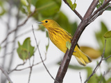 An Endemic Golden Warbler, Dendroica Petechia Rufivertex, on a Branch Photographic Print by Roy Toft