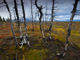 Tundra Near Site of Proposed Road for Pebble Mine Impressão fotográfica por Michael Melford Tundra Near Site of Proposed Road for Pebble Mine Impressão fotográfica por Michael Melford