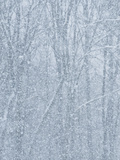 Forest and Tree Branches Covered with Snow During a Snowstorm Photographic Print by Brian Gordon Green