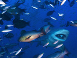 A Large Bull Shark, Carcharhinus Leucas, with Tuna Bait in its Mouth Photographic Print by Mauricio Handler