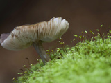 Close Up of a Species of Mycorrhizal Mushroom of the Genus Russula Photographic Print by Joe Petersburger