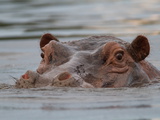 Close Up of a Hippopotamus Submerged in Water Photographic Print by Roy Toft
