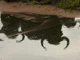 African Buffalo, Syncerus Caffer, Reflections in Water Photographic Print by Beverly Joubert