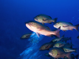 Red Snapper, Lutjanus Bohar, Schooling in a Strong Incoming Current Photographic Print by Mauricio Handler