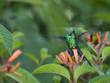 A Cozumel Emerald Hummingbird, Chlorostilbon Forficatus, Eating Photographic Print by Roy Toft