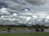 African Elephants, Loxodonta Africana, at a Watering Hole Photographic Print by Beverly Joubert