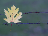 Maple Leaf Caught on a Barbed Wire Fence Photographic Print by Joe Petersburger