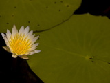 Water Lily, Nnymphae Marliacea Chromatella, and Flower Photographic Print by Beverly Joubert