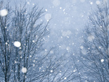 Snow Falling on Trees at Dusk Photographic Print by Brian Gordon Green