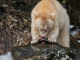 A Kermode Bear Gorges on Salmon Roe to Pack on Fat for the Winter Photographie par Paul Nicklen