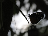 A Butterfly Alighted on a Frond Photographic Print by Stephanie Lane