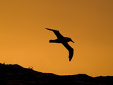 Bird in Flight at Sunset over the Atlantic Ocean Photographic Print by Roy Toft