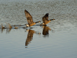 Canada Geese Take Off and Reflections in Rippled Water Photographic Print by Karen Kasmauski