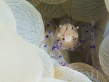 Bubble Coral, Plerogyra Sinuosa and Bubble Coral Shrimp Photographic Print by Mauricio Handler