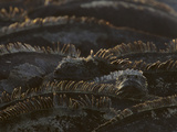 A Group of Marine Iguanas, Amblyrhynchus Cristatus, Resting Photographic Print by Tim Laman
