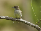 A Portrait of a Galapagos Flycatcher, Myiarchus Magnirostris Photographic Print by Tim Laman