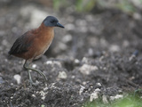 A Ruddy Crake, Laterallus Ruber, Foraging in a Damp Field Photographic Print by Roy Toft