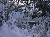 Snow-Blanketed Forest on the Shores of Lake Eib Photographic Print by Norbert Rosing