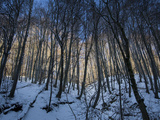 Sunlight and Snow Through European or Common Beeches, Fagus Sylvatica Photographic Print by Joe Petersburger