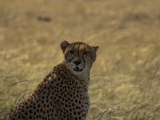 A Cheetah, Acinonyx Jubatus, Sitting in the Shade Photographic Print by Beverly Joubert