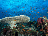 A Pristine Coral Reef Scene Off the Coast of Viti Levu Island Photographic Print by Mauricio Handler