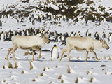 Reindeer, Rangifer Tarandus, Walking Among King Penguins Photographic Print by Roy Toft