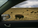 Buffalo Grazing in Grand Teton National Park Photographic Print by Aaron Huey