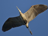 A Great Blue Heron in Flight over the Occoquan River Photographie par Kent Kobersteen