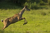 Greater Kudu, Tragelaphus Strepsiceros, Leaping Photographic Print by Beverly Joubert