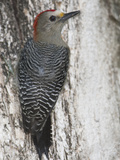Golden-Fronted Woodpecker, Melanerpes Aurifrons Leei, on a Tree Trunk Photographic Print by Roy Toft