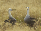 Waved Albatrosses, Phoebastria Irrorata, in Courtship Behavior Photographic Print by Tim Laman