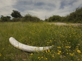 Tusk of an African Elephant, Loxodonta Africana, Among Wildflowers Photographic Print by Beverly Joubert