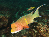 A Small Female and a Big Male Streamer Hogfish, Bodianus Diplotaenia Photographic Print by Mauricio Handler