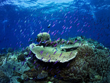 Anthias Dart Out to Feed on Particles in the Water Photographic Print by Mauricio Handler