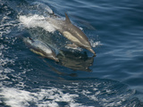 Dolphins Leaping from the Water as They Swims Photographic Print by Anne Keiser