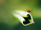 An New Lotus Leaf Emerging from a Pond with a Spider Photographic Print by Stephanie Lane
