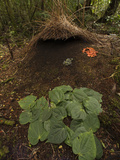 Piper Leaves, Orange Fungi and Berries Mark a Male Vogelkop's Bower Photographic Print by Tim Laman