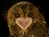 A Feline Owlet Nightjar from New Guinea's Foja Mountains Photographic Print by Tim Laman
