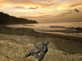A Leatherback Turtle Hatchling Crawls Toward the Sea Lámina fotográfica por Brian J. Skerry