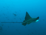 An Eagle Ray, Aetobatus Narinari, Near Bartolome Island Photographic Print by Mauricio Handler