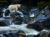 A Kermode Bear, a Black Bear Born with White Fur, Perches on a Rock Photographie par Paul Nicklen