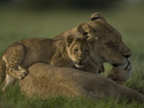 African Lioness, Panthera Leo, Resting with Cubs Photographic Print by Beverly Joubert