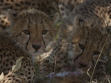 Cheetah Cubs, Acinonyx Jubatus, Eating a Gazelle in the Shade Photographic Print by Beverly Joubert