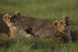 African Lioness, Panthera Leo, Resting with Cubs Photographic Print by Beverly Joubert