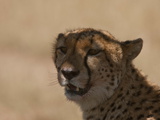Portrait of a Cheetah, Acinonyx Jubatus Photographic Print by Beverly Joubert